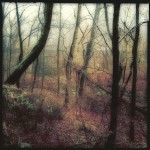 Adversity Diversity by Elena Bouvier